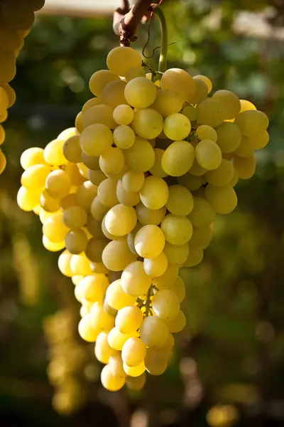 Uvas Amarelas Close Vinha Italiana Sicília — Fotografia de Stock