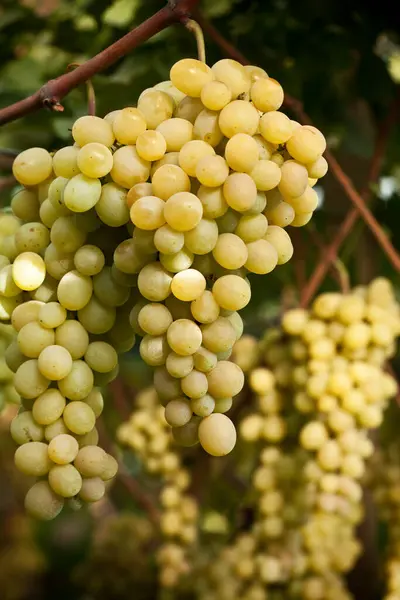 Uvas Amarelas Close Vinha Italiana Sicília — Fotografia de Stock