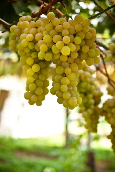 Filas Viñas Uva Amarilla Con Hojas Viña Italiana Sicilia —  Fotos de Stock