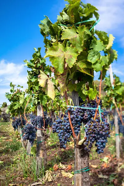 Winorośl Liśćmi Niebo Tle Winnica Włoska Górze Etna Sycylia Nerello — Zdjęcie stockowe