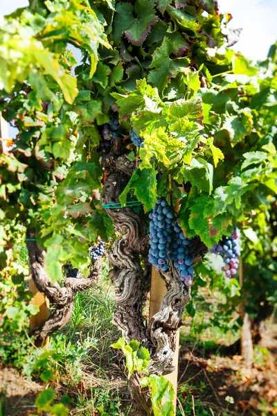 Rypäleen Viiniköynnöksen Lehdet Italian Viinitarha Etna Sisilia Nerello Mascalese Doc — kuvapankkivalokuva
