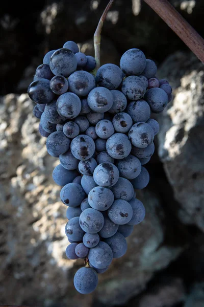 Rode Druiven Van Nerello Mascalese Boerderij — Stockfoto