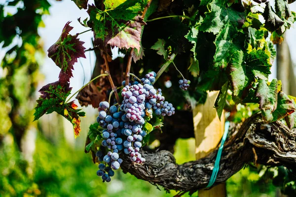 Winorośl Liśćmi Blisko Winnica Włoska Górze Etna Sycylia Nerello Mascalese — Zdjęcie stockowe