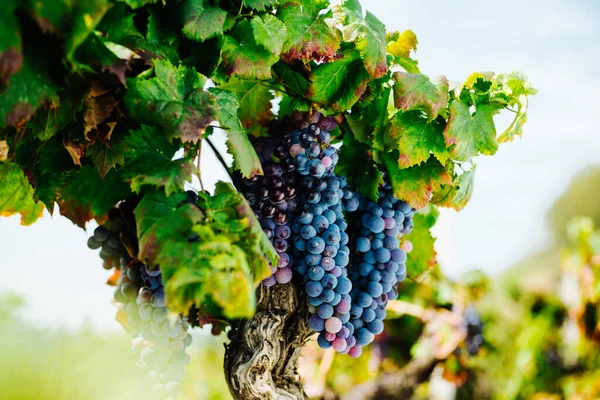 葉とブドウのワイン イタリアのヴィンヤードを閉じる エトナ山 シチリア ネレロマスカレーゼ Docワイン — ストック写真
