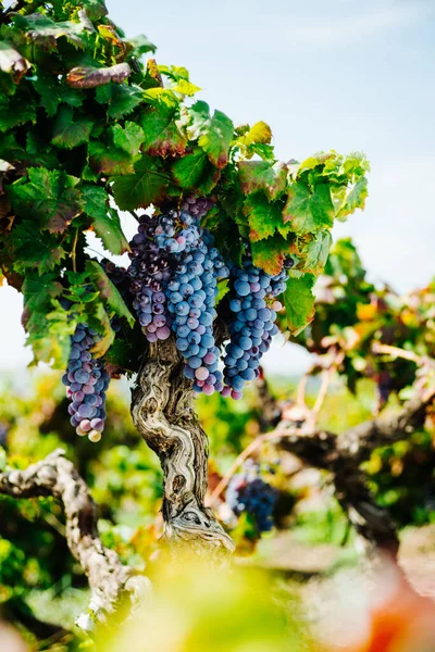 Wijnstok Met Bladeren Italiaanse Wijngaard Etna Sicilië Nerello Mascalese Doc — Stockfoto