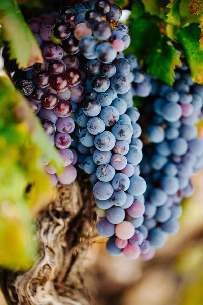 Uvas Fechar Vinha Italiana Monte Etna Sicília Nerello Mascalese Doc — Fotografia de Stock