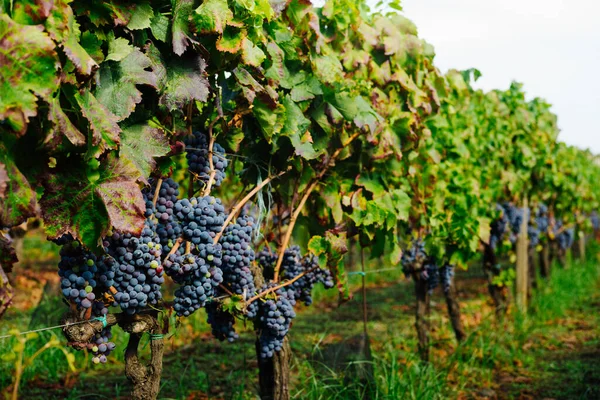シチリアのエトナ山の葉イタリアのヴィンヤードとブドウのワイン ネレロマスカレーゼ Docワイン — ストック写真
