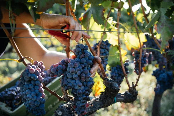 Harvest Grapes Hands Italian Vineyard Mount Etna Sicily Nerello Cappuccio — Stock Photo, Image