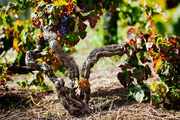 Vinná Réva Listy Italská Vinice Hoře Etna Sicílie Nerello Mascalese — Stock fotografie