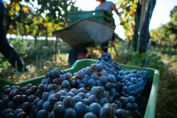 西西里埃特纳山上的 Nerello Cappuccio 葡萄酒上的葡萄篮子里的葡萄 — 图库照片
