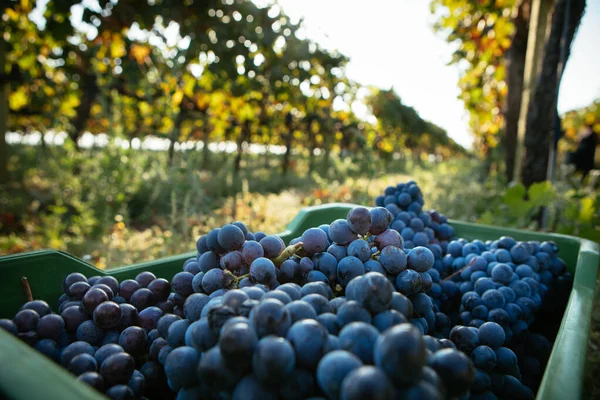 Uvas Cesto Com Agricultor Vista Com Carrinho Mão Vinha Italiana — Fotografia de Stock