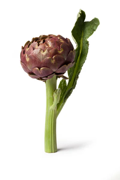 Lila Artischocke Essbare Blume Italienisches Gemüse Carciofo Aufrecht Großaufnahme Auf — Stockfoto