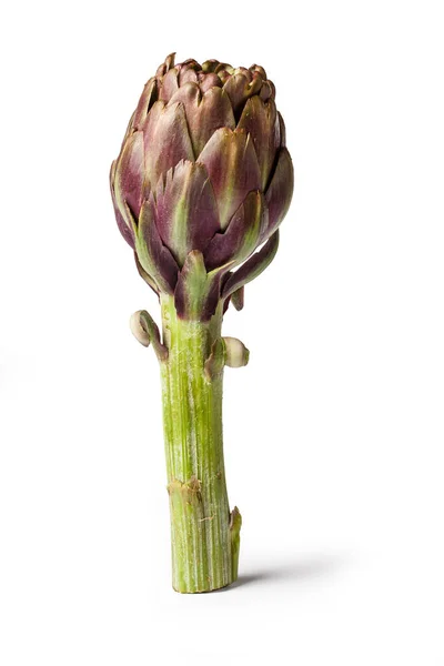 Lila Artischocke Essbare Blume Italienisches Gemüse Carciofo Aufrecht Großaufnahme Auf — Stockfoto