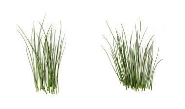 Scallion Leaves Without Ampuller, Chive, Shallot, Green Onion, Spring Onion - Inicent Close Up - Beyaz Arkaplanda İzole Edildi