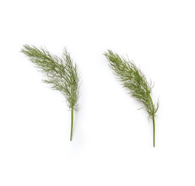 finocchietto selvatico - Foeniculum vulgare - Fennel Şubeleri, Macro Close Up, Top View - Beyaz Arkaplanda İzole Edildi