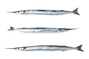 Garfish, Gar, garpike, deniz iğnesi, Belone Belone, beyaz arka planda izole edilmiş.