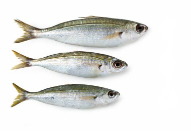 Boops beyaz arka planda balık izole, Boga 