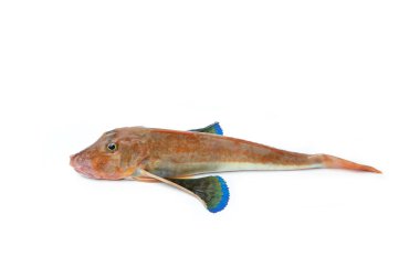 Küvet Gurnard, Chelidonichthys lucerna, Gurnard Tubefish Gallinella o pesce Fagiano, tipik İtalyan yemeği.