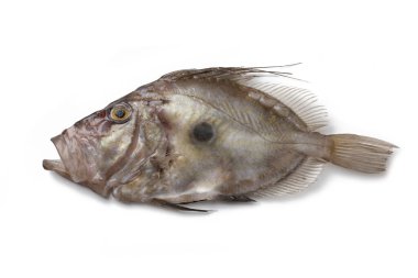 Peter 's Fish, John Dory, Zeus faber, St Pierre, beyaz arka planda izole edilmiş.
