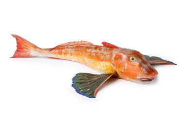 Küvet Gurnard, Chelidonichthys lucerna, Gurnard Tubefish Gallinella o pesce Fagiano, tipik İtalyan balığı.
