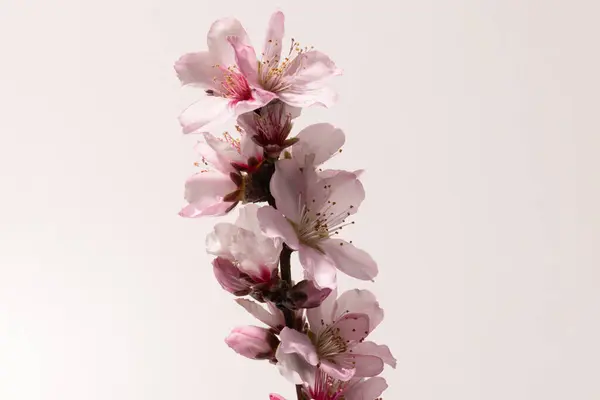 Mandelblüten Nahaufnahme Makro Aus Mandelblüten Detail Auf Weißen Blütenblättern Rosa — Stockfoto