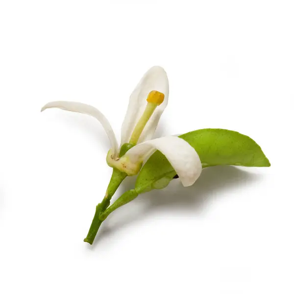 Flor Azahar Aislado Sobre Fondo Blanco Flor Cítricos Fragante Con —  Fotos de Stock