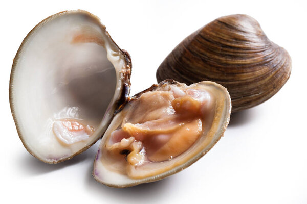 Моллюски изолированы на белом фоне
