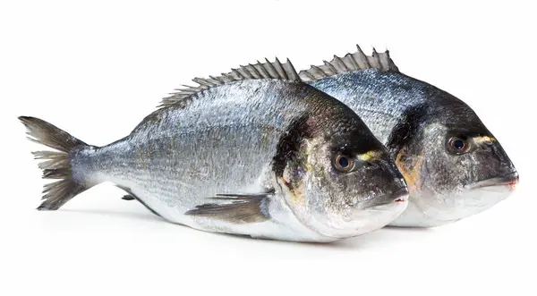 Orata, Güney İtalyan Yaldızlı Deniz Çamuru 'nun (Sparus Aurata) Beyaz Arkaplan Çifti, nam-ı diğer 