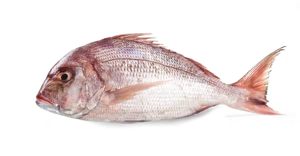 Porgy, İzole Edilmiş Beyaz Arkaplan Ortak Deniz Aygırı (Pagrus Pagrus), İtalyan 