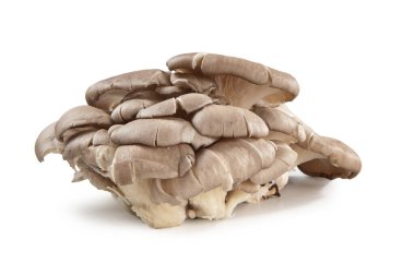 Pleurotus mantarları Pleurotus eryngii Ferula Şampiyonu
