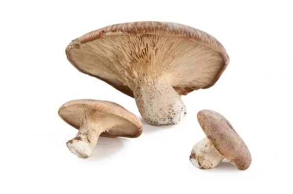 Pleurotus Mushrooms Pleurotus Eryngii Ferula Champignon — Stock Photo, Image