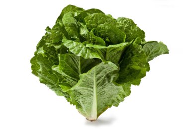 Beyaz arka planda taze Roma marulu Lattuga Romana Lactuca sativa