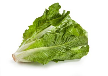 Beyaz arka planda taze Roma marulu Lattuga Romana Lactuca sativa