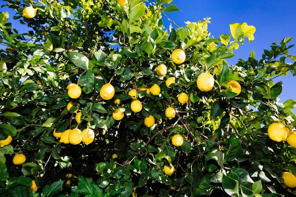 シラキュースのレモンフィールド 栽培する Femminello Igp — ストック写真