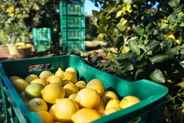 Syracuse limon tarlası, cultivar femminello