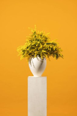 Mimosa çiçeği, gümüş gerdan (Acacia deal bata), kadın gününün sembolü.