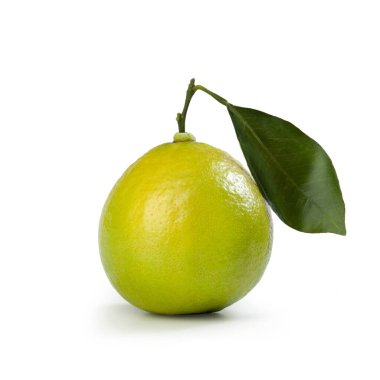 Bergamot Orange 