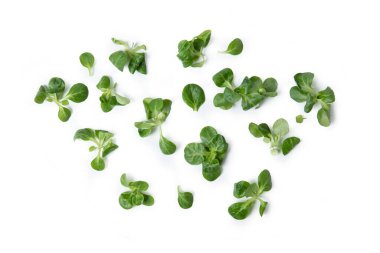 Mısır salatası, kuzu salatası, mısır salatası, feldsalat, Valerianella locusta, valeriana insalata