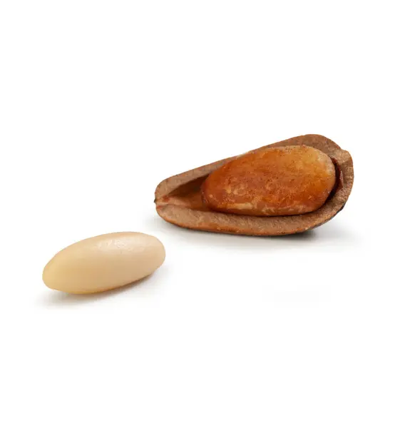 Pine Nut Απομονωμένο Λευκό Φόντο — Φωτογραφία Αρχείου