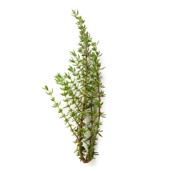 Тимус Обыкновенный Растение Ароматический — стоковое фото