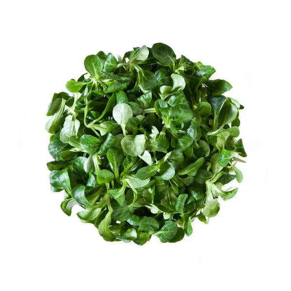 Valeriana Leaves Lettuce Isolated White Background — Stock Photo, Image