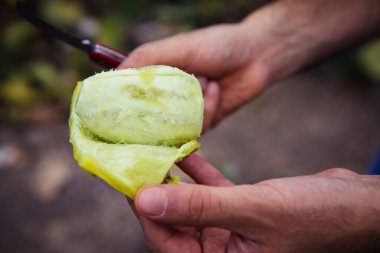 Bir çiftlikte dikenli armut kesmek