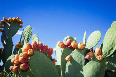 Dikenli armut kaktüsü (Opuntia ficus-indica) Sicilya Sahası