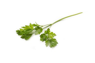 Maydanoz şubesi, beyaz arka planda izole edilmiş taze yeşil Aromatik bitki, yakın plan Macro ayrıntı, aşçılık malzemeleri.