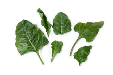 Beyaz arka planda yalıtılmış Wild Chard, Swiss chard, Bietola, Beta vulgaris, Segale yaprakları