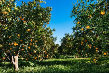 Sicilya 'daki portakal tarlası, tarım...