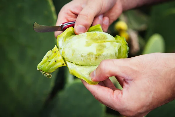 Cutting Prickly Pears Farm — Stock Photo, Image