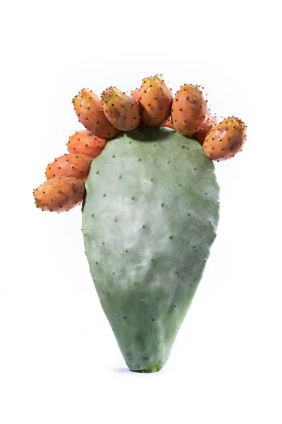 Prickly pear cactus (Opuntia ficus-indica) Sicily