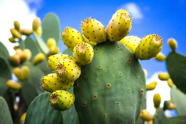 Prickly Pear Cactus Opuntia Ficus Indica Sicily Field — Stock Photo, Image