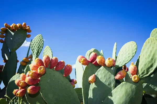 Prickly Pear Cactus Opuntia Ficus Indica Sicily Field — Stock Photo, Image